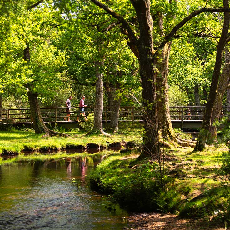 New Forest