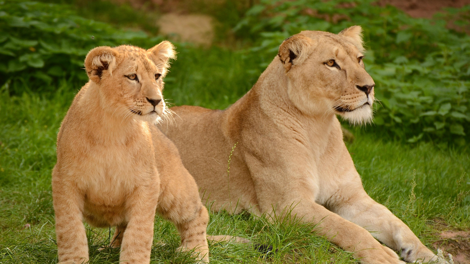 2 lions at London Zoo
