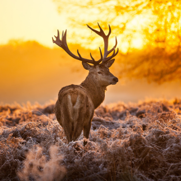 Richmond Park