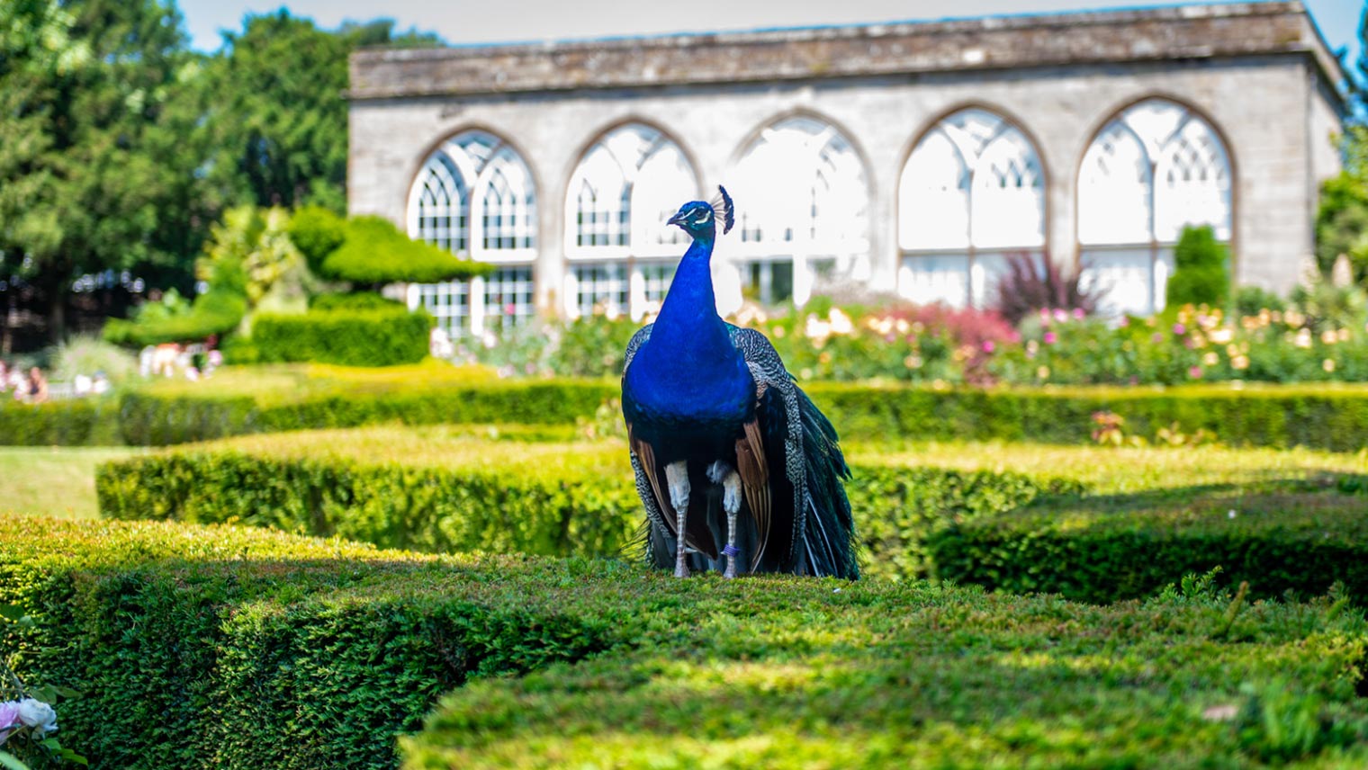 Peacock Garden