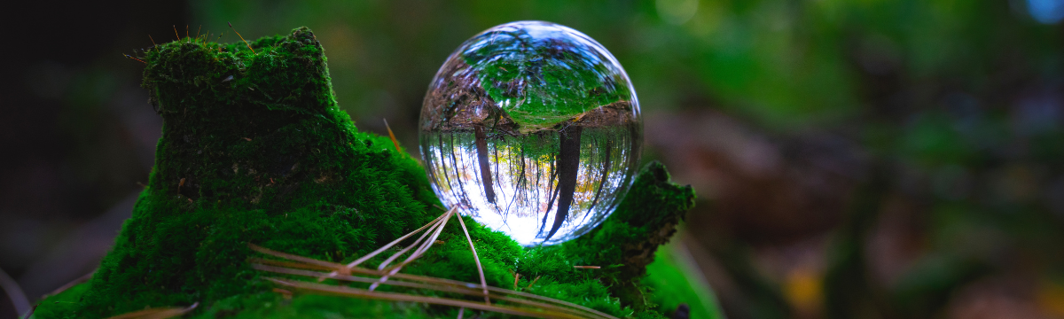 Mossy Forest  with a Log Lens Ball zooming in on trees