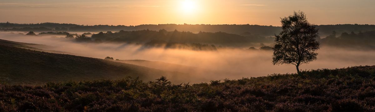 a photo of the sun rising over mist in  the New Forest