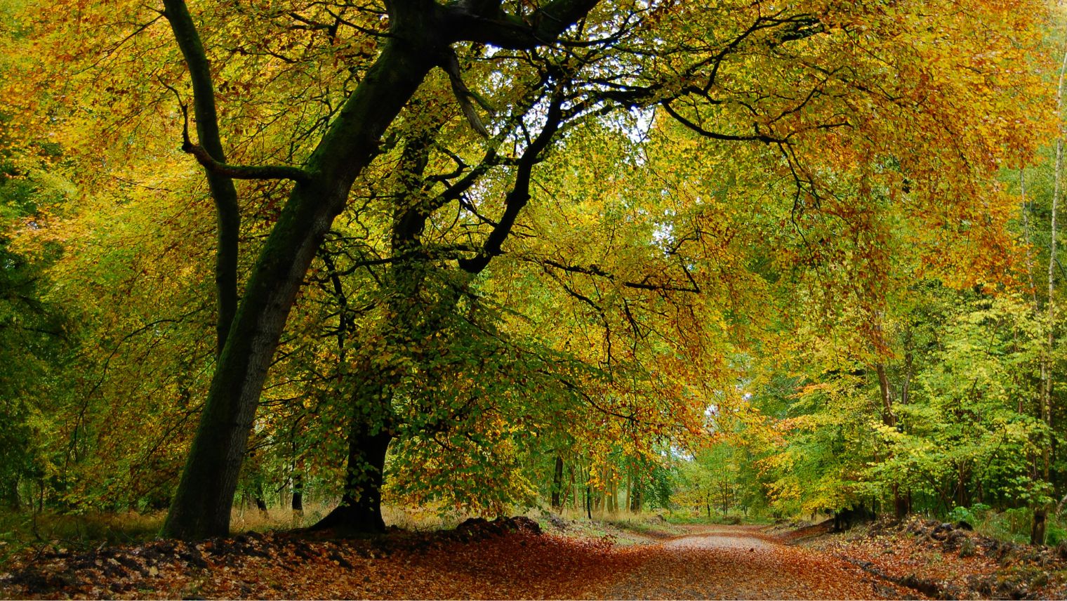 A photo of trees and orange leaves on the ground