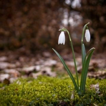 Snowdrops on the grass
