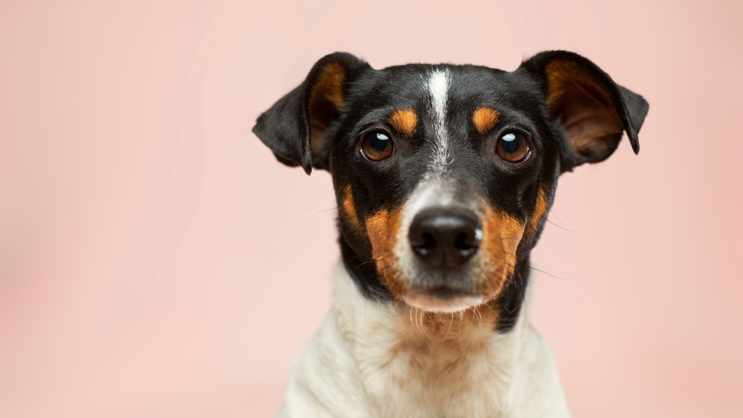 Image of a puppy in front of a pink background