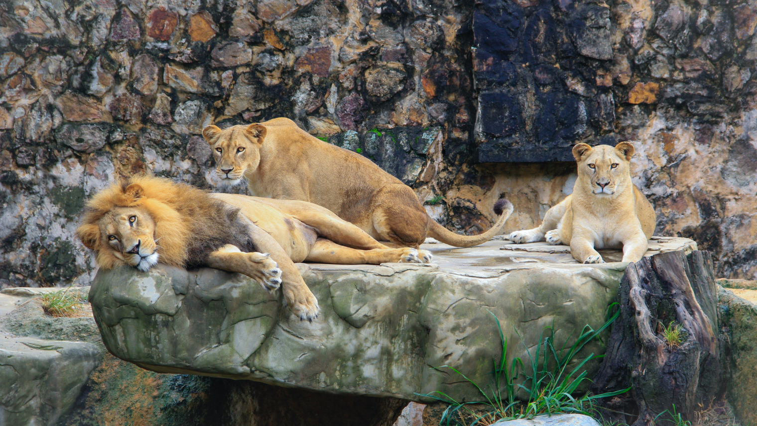 Image of 3 lions lying on rocks at the zoo