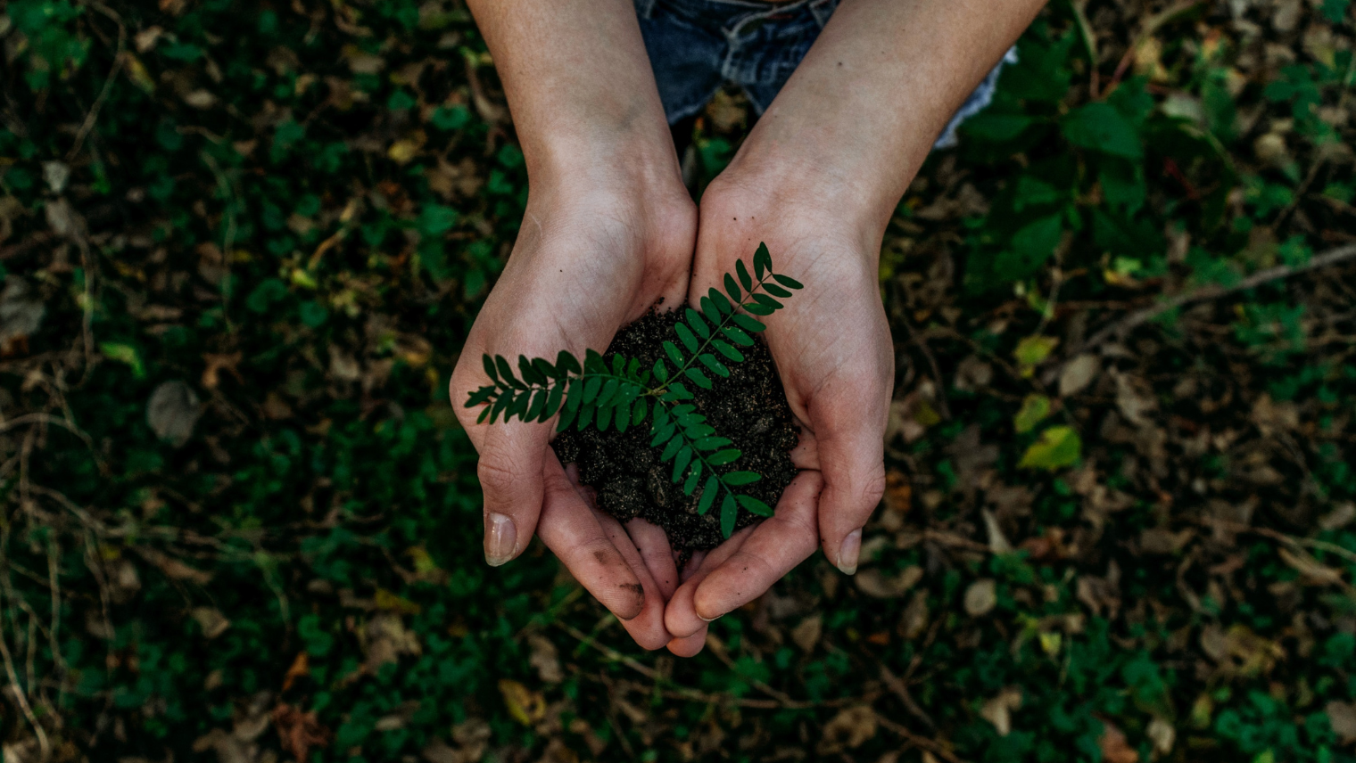 A person holding a small plant