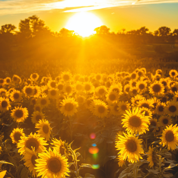 An image of a sunflower field