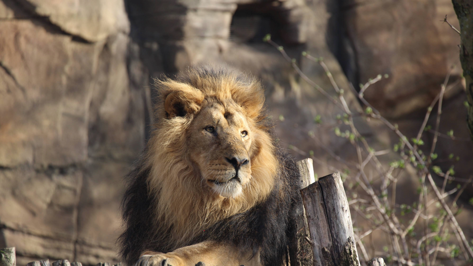 London Zoo lion