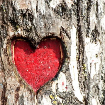 A tree with a red love heart on it