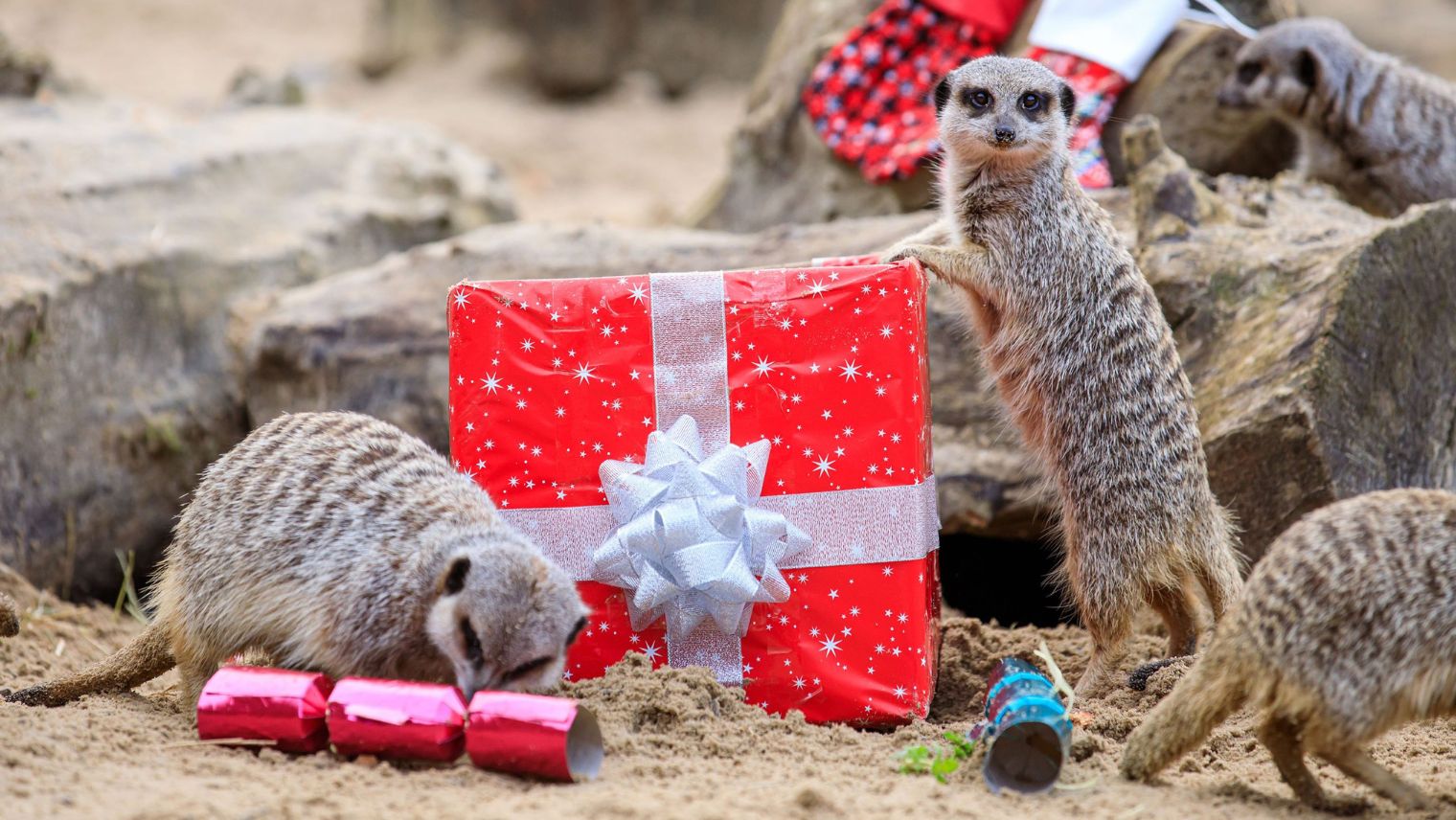 Two meerkats with Christmas Crackers and a present at Hobbledown Heath