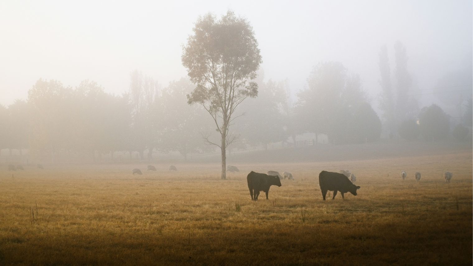 Photo of cows grazing in a misty field