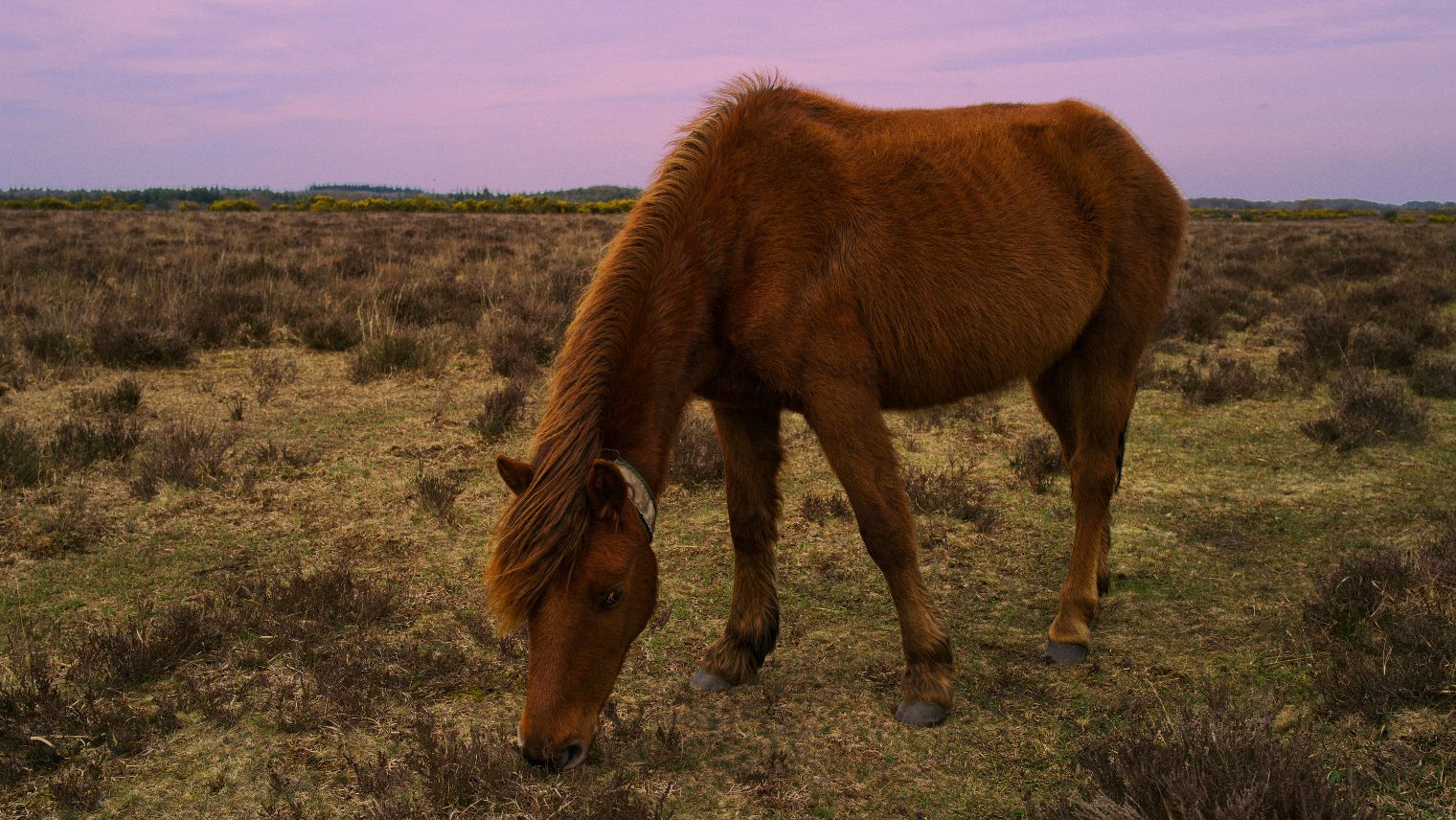 Horse grazing on heathland in the New Forest