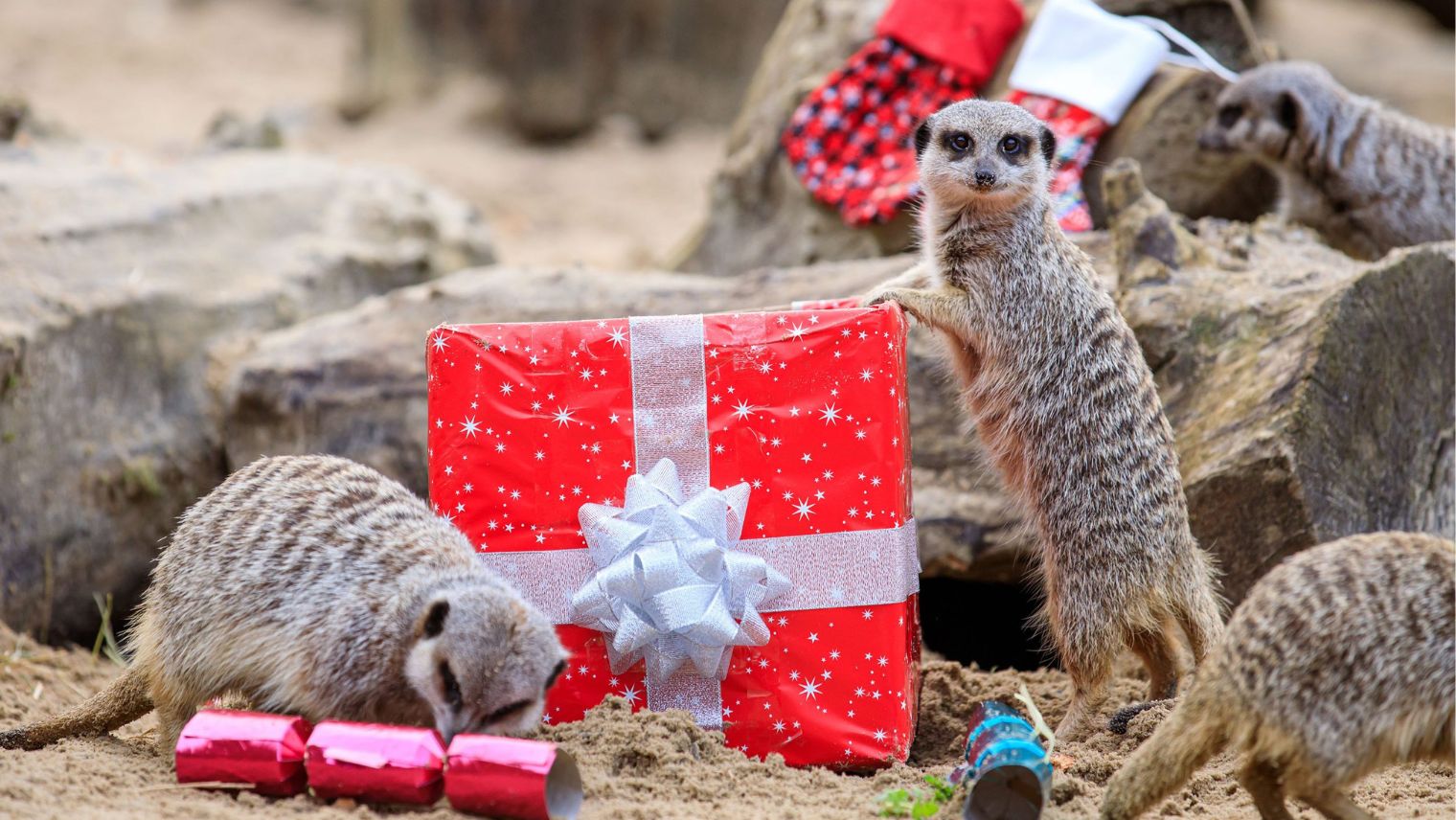 Two Meerkat with Christmas presents at Hobblesdown 