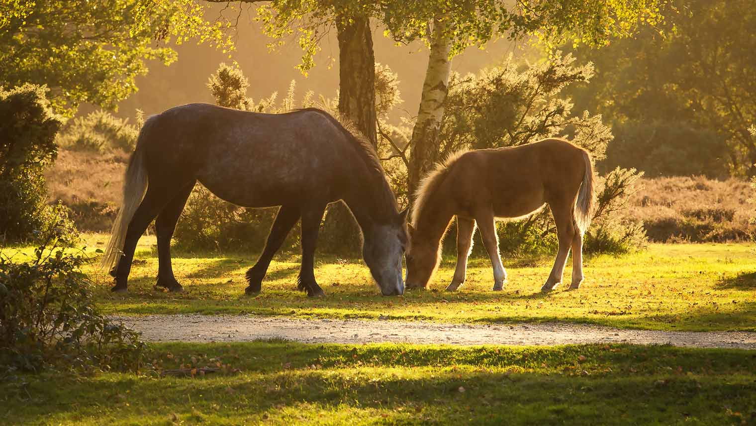 New Forest