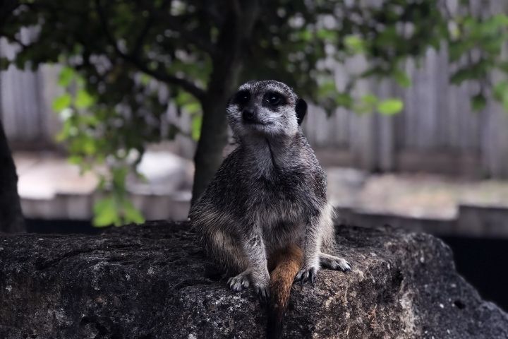 A meerkat at Marwell Zoo