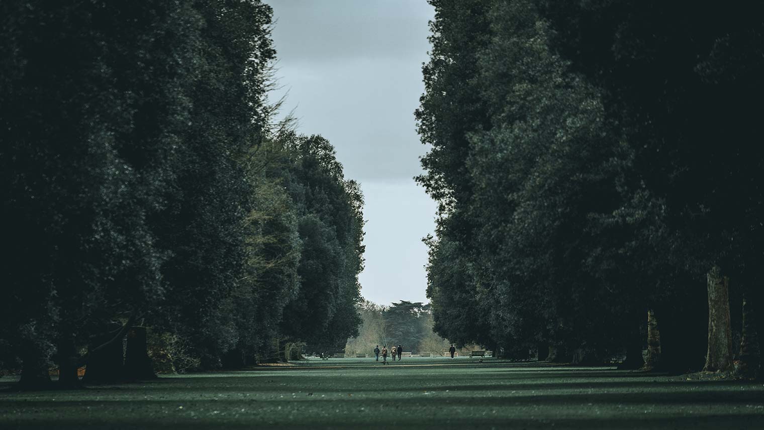 Trees in Richmond Park