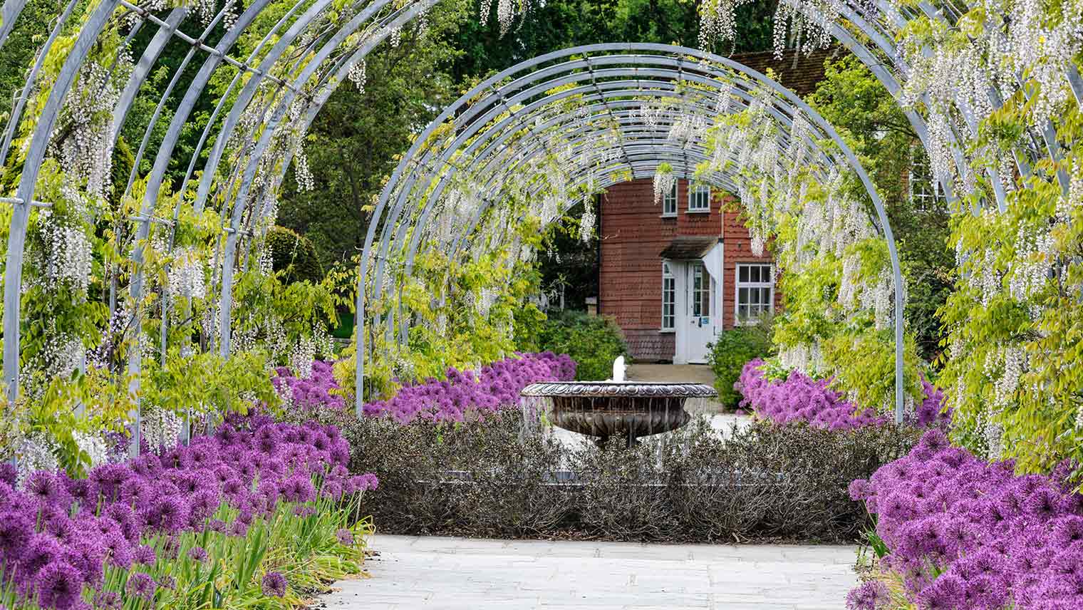 RHS Wisley Wisteria Walk