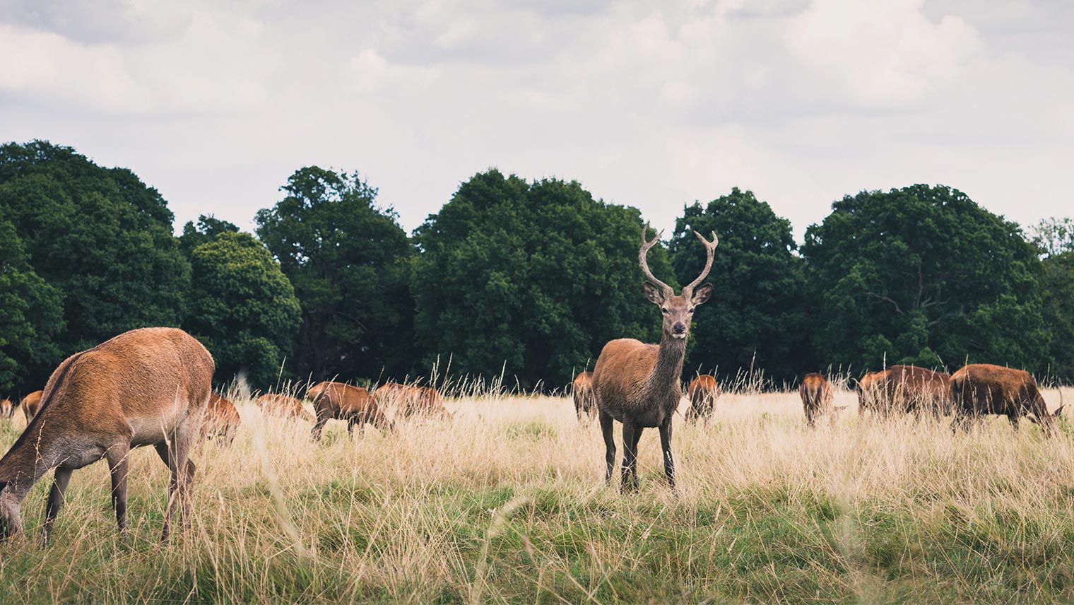 Deer in Richmond Park